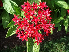 190 Longwood Gardens [2008 August 23]